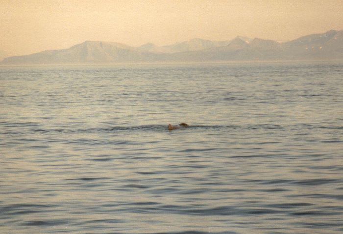 ../Images/021.Whalewatching ab Andenes.jpg